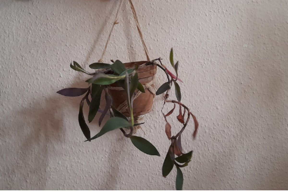 Header Website Ballnetze Online 1200x800 1 - FiZ Leipzig