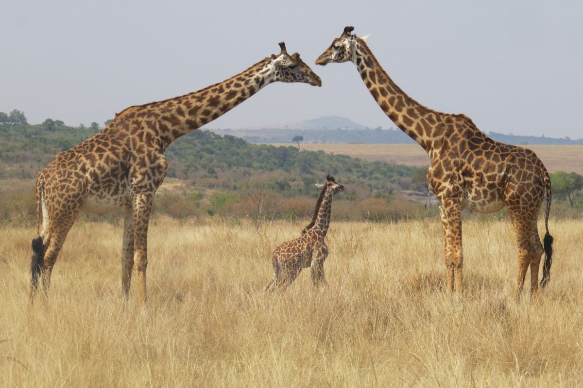 melissa van niekerk IOJx2UIKBeA unsplash - FiZ Leipzig