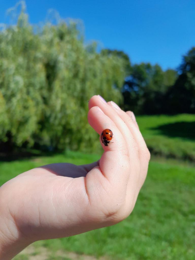 Marienkaefer - FiZ Leipzig