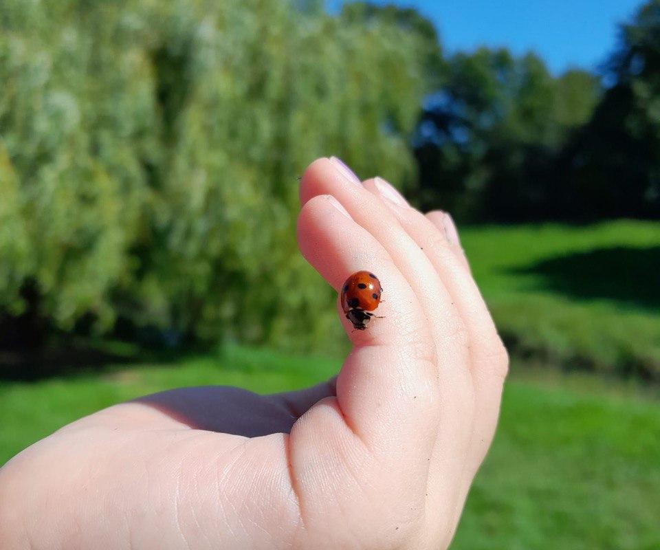 Marienkaefer - FiZ Leipzig