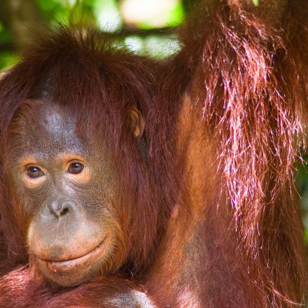 Ein freundlich aussehender Orang-Utan.