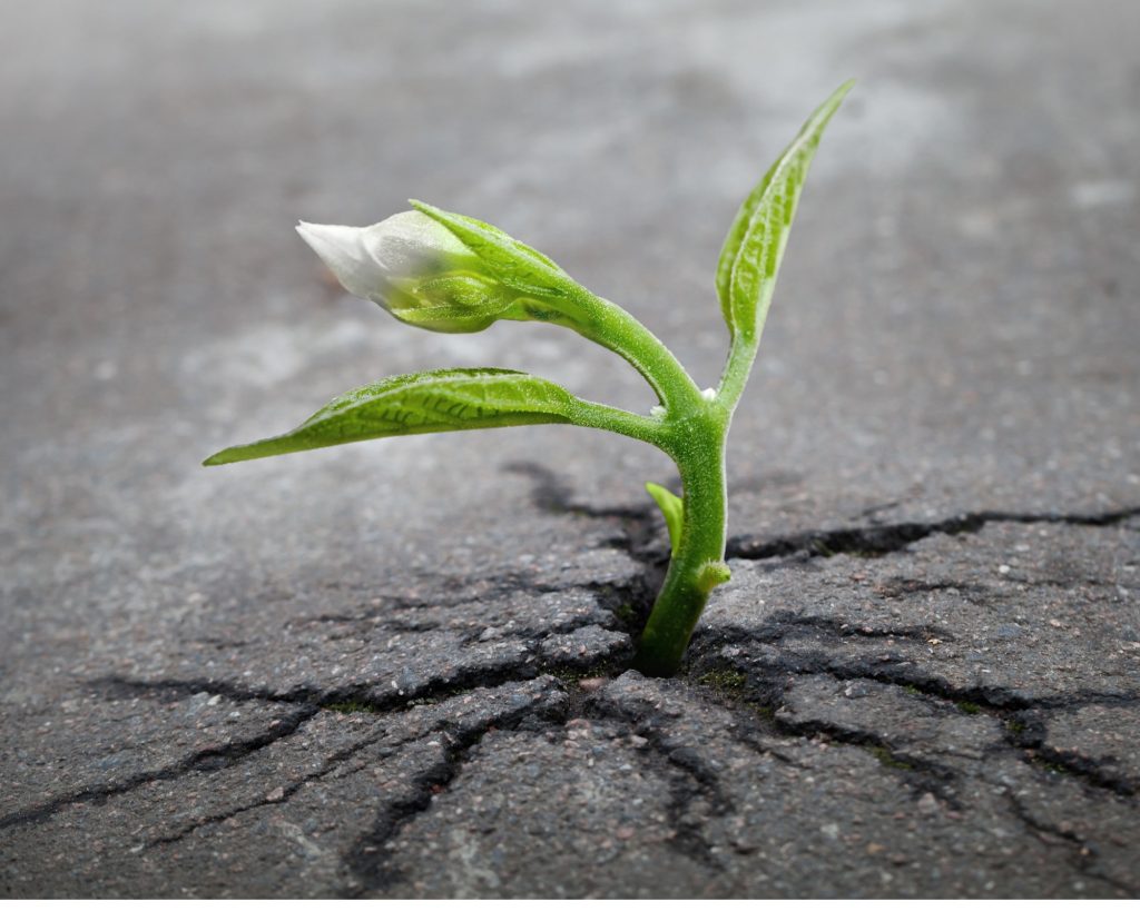 29.10. Inforunde zum Thema Müllvermeidung mit dem BUND - FiZ Leipzig Planze durch Asphalt - FiZ Leipzig