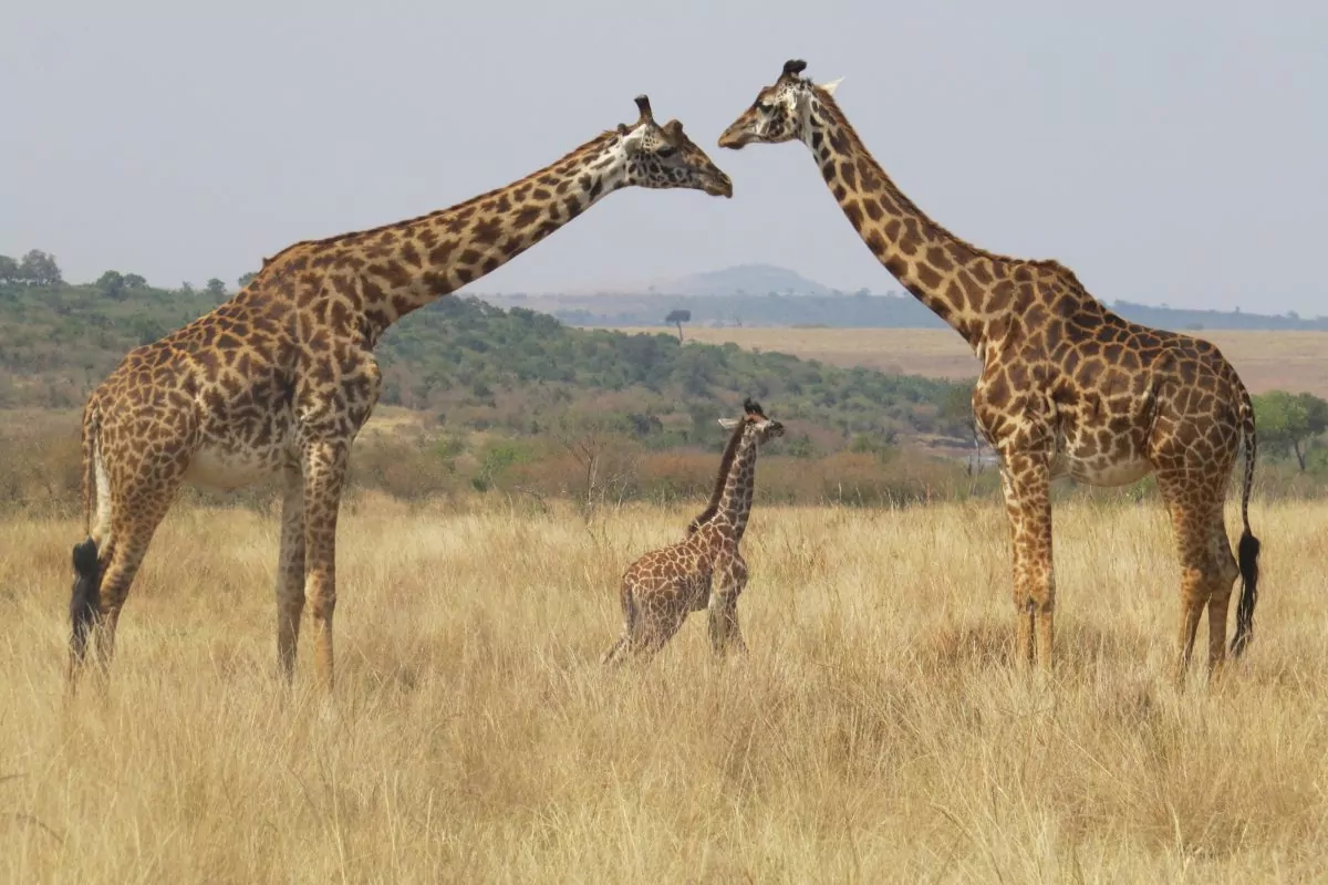 melissa van niekerk IOJx2UIKBeA unsplash - FiZ Leipzig