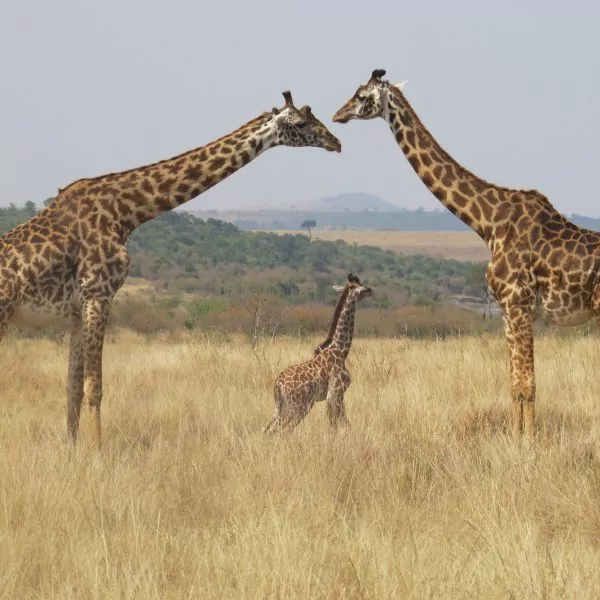 melissa van niekerk IOJx2UIKBeA unsplash - FiZ Leipzig