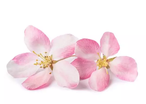 Zwei rosa farbige Bachblüten.