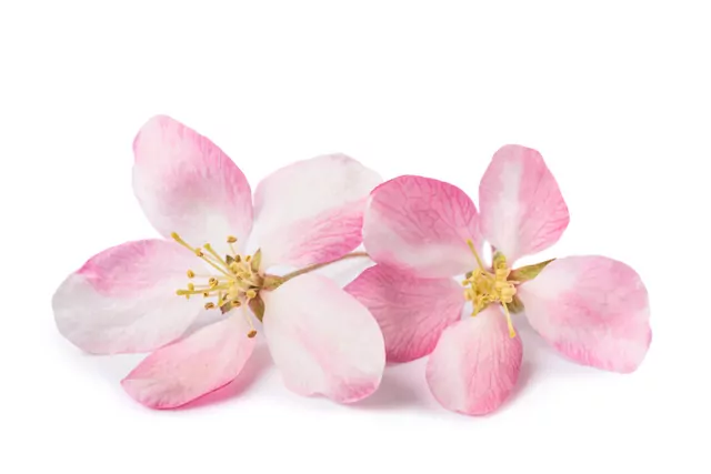 Zwei rosa farbige Bachblüten.