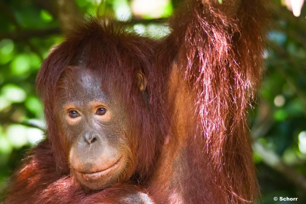 Ein freundlich aussehender Orang-Utan.